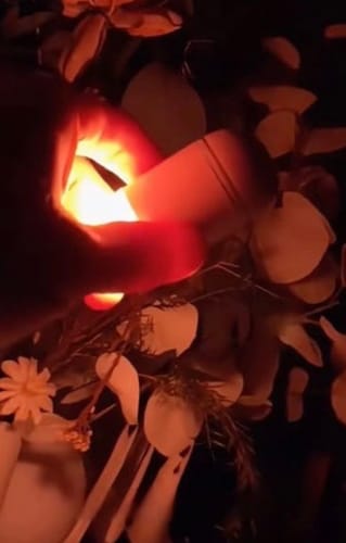 El proyector en modo luz cálida iluminando un rincón con plantas